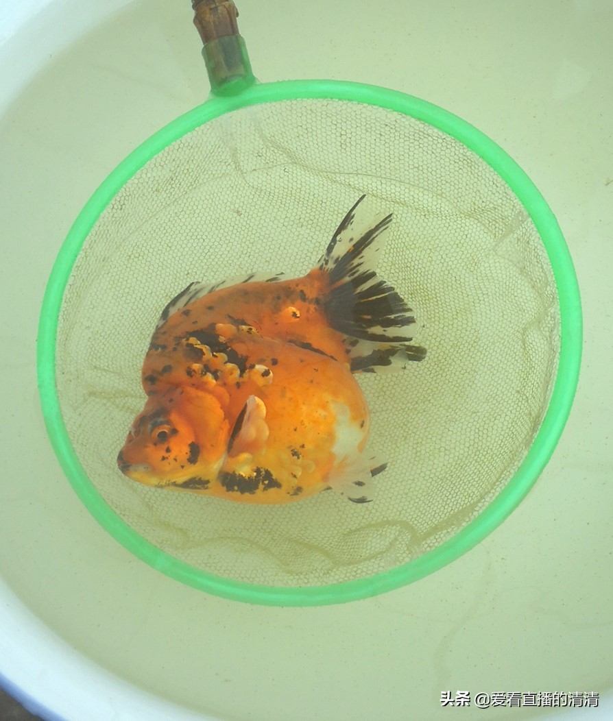 家里面养几条小金鱼好,家里养小金鱼几条最合适