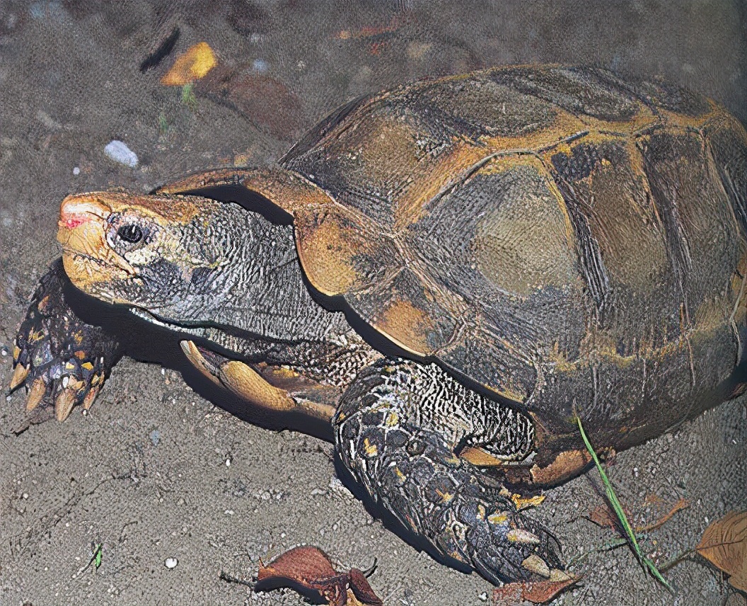 各种龟类图片大全大图,龟类展示会
