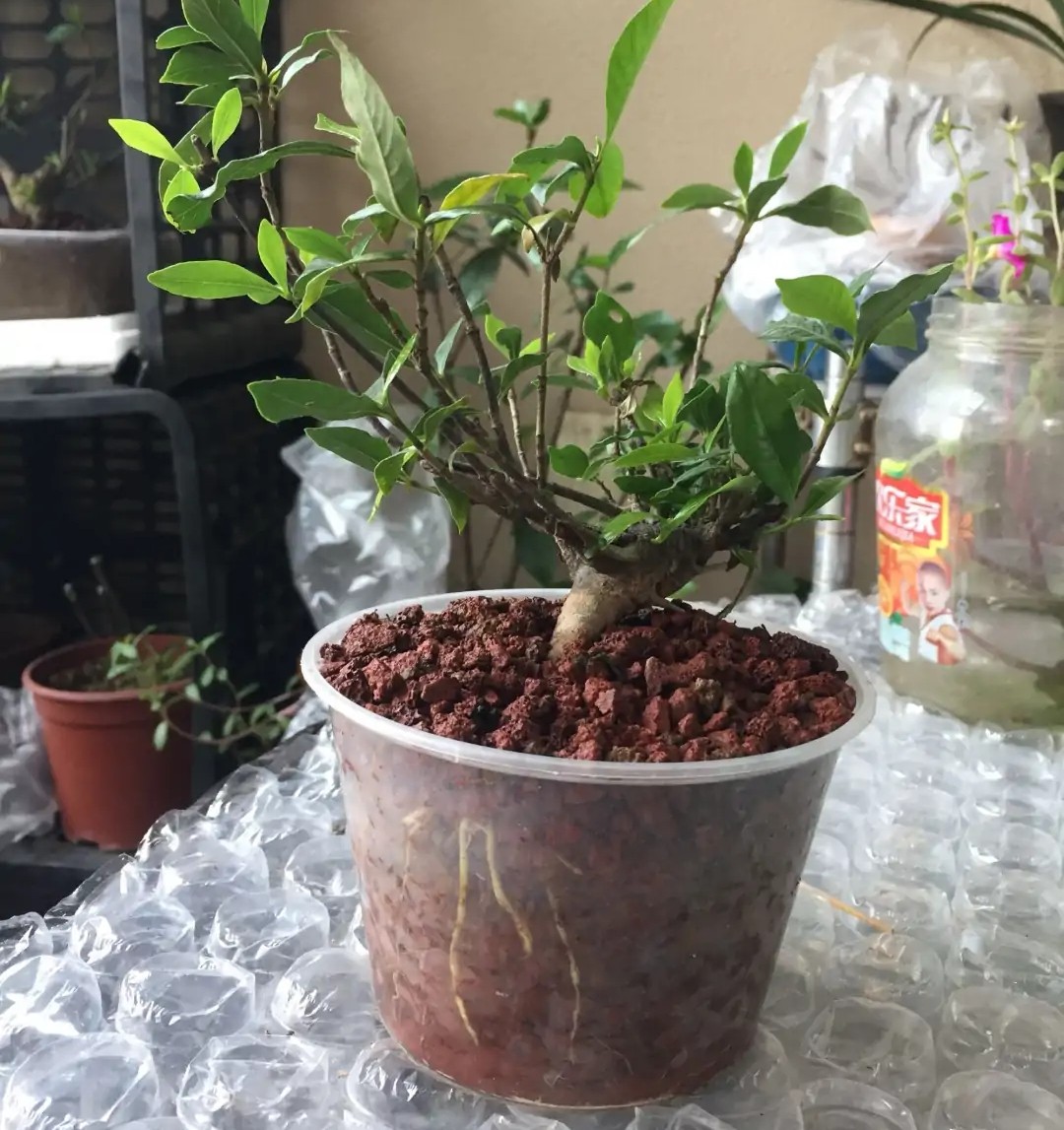 过期的饮料瓶子可以养花吗,用过的饮料瓶子怎么种花