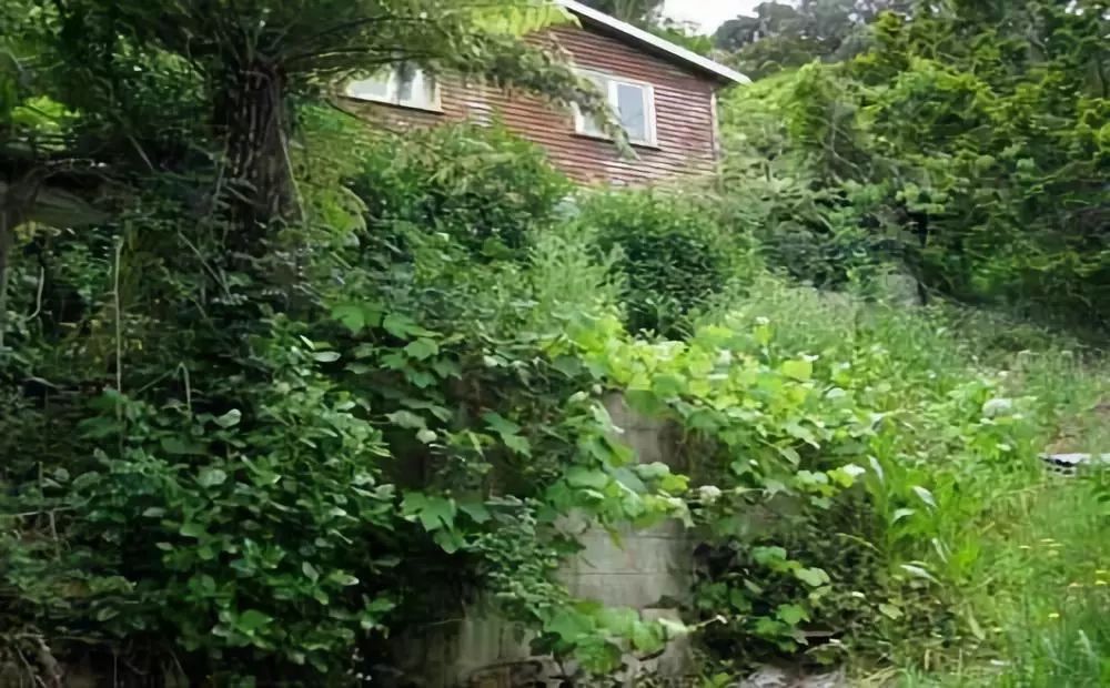 谢烨是顾城杀妻自尽的设计者？被顾城托孤者：他第三封遗书是证据