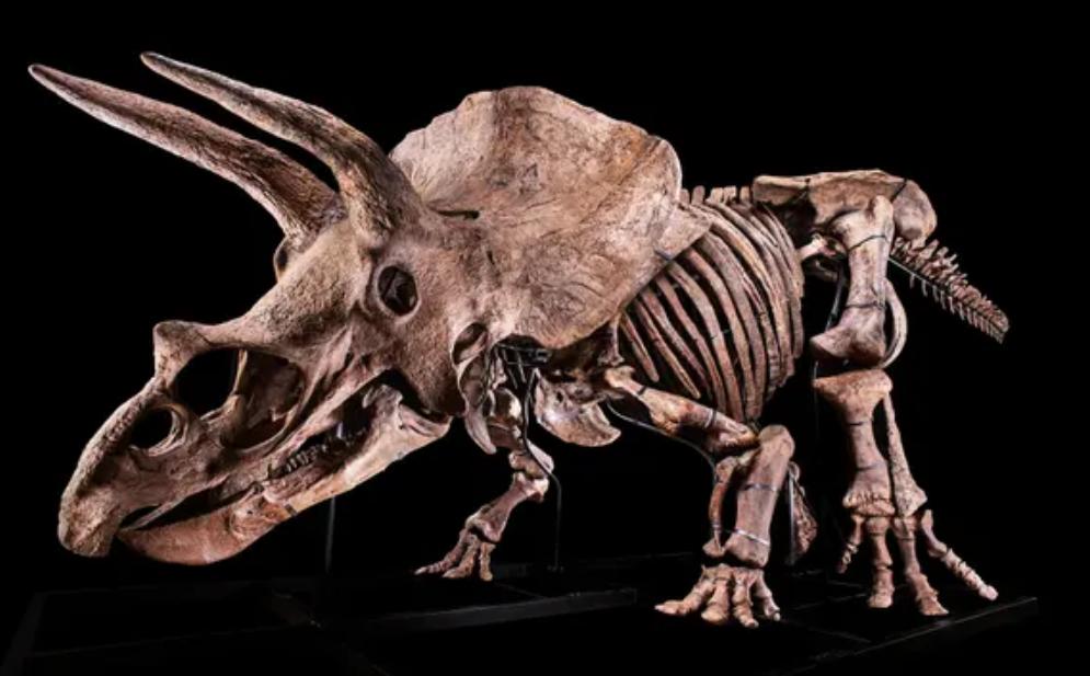 6600万年前大恐龙骨架拍卖，龙角超过1米，生前是霸王龙的食物