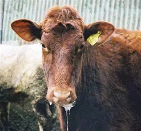 世界第一例病毒是什么,第一个病毒是怎么诞生的