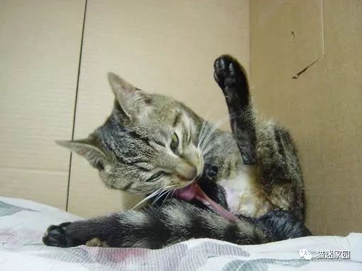 猫咪分娩前流出粉色粘液,猫咪分娩前兆是什么