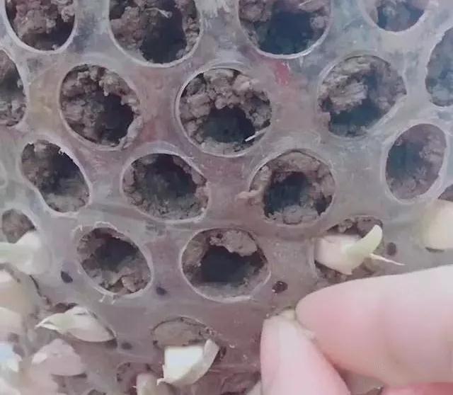 生姜盆景怎么种植,生姜盆景种植方法