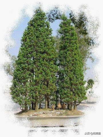 丛林式盆景欣赏,盆景欣赏及制作