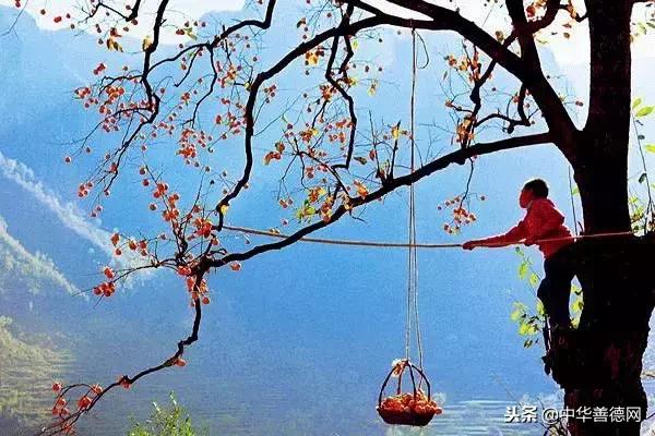 留几枚柿子在树上吧,让感恩变成一种习惯