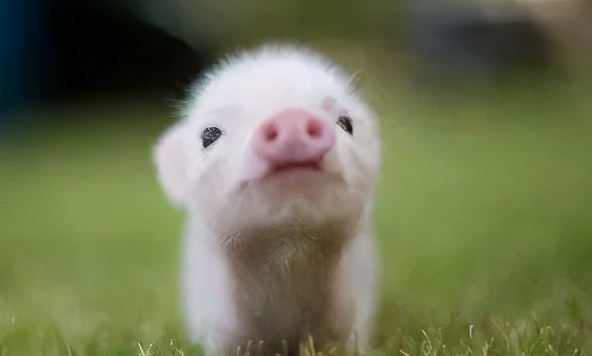 萌出血的猫,萌出血的小奶猫