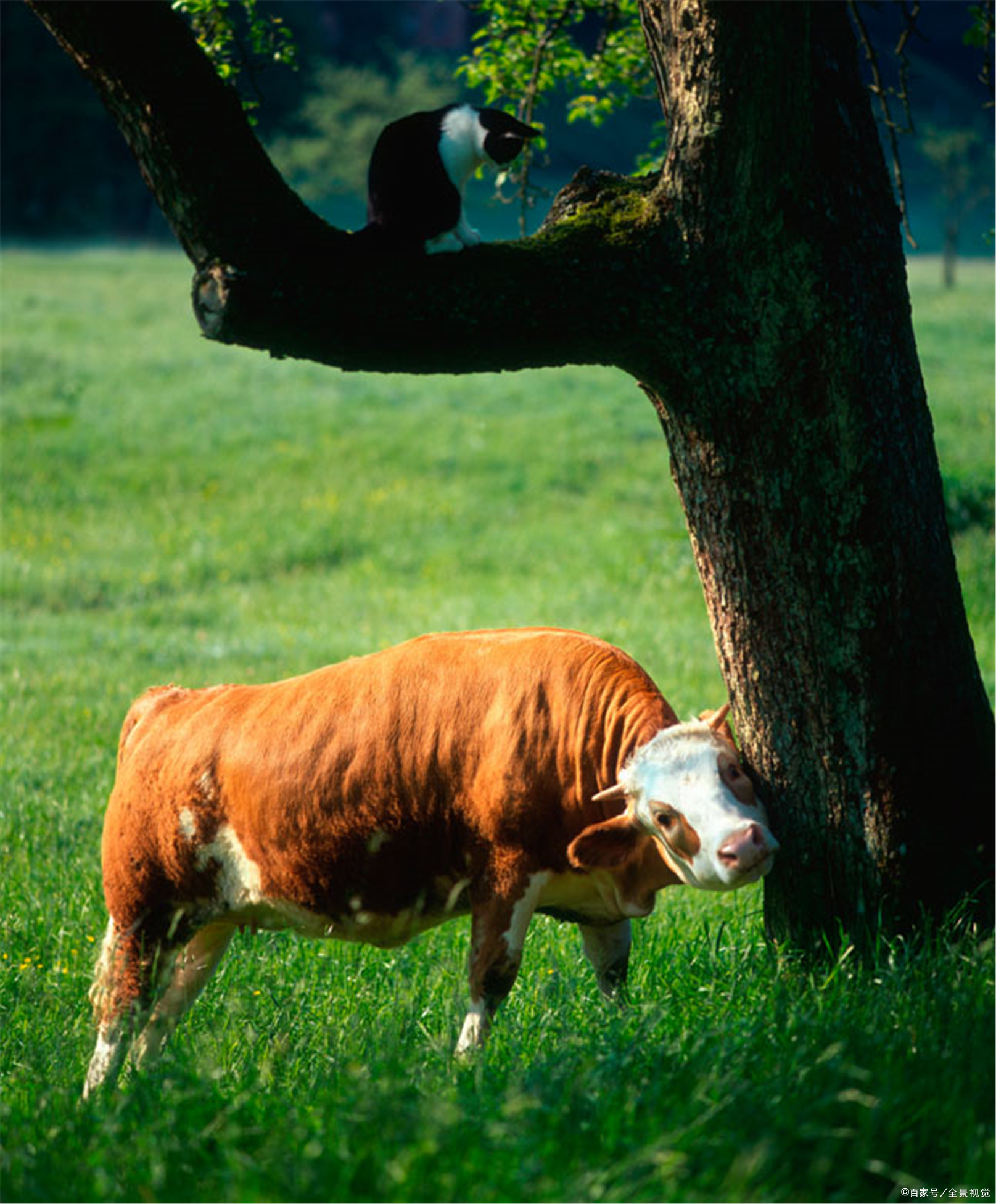 养殖牛犊喂到成牛利润大吗,三百斤的牛犊要养多久才能卖