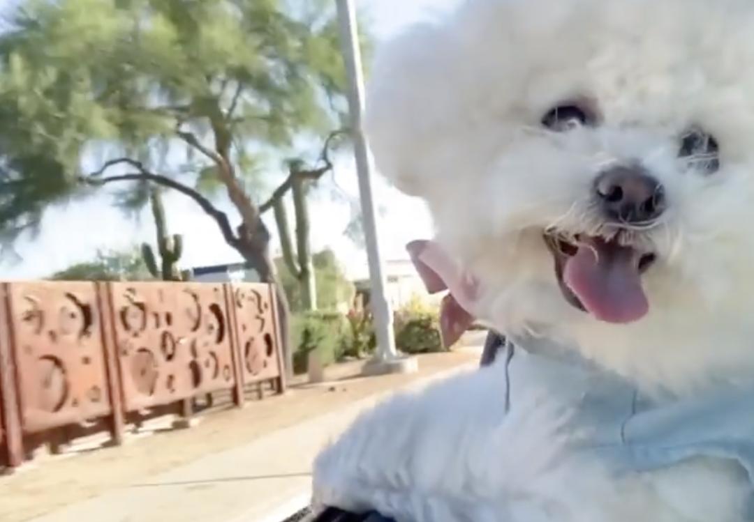 惹人喜爱的萌犬,萌犬