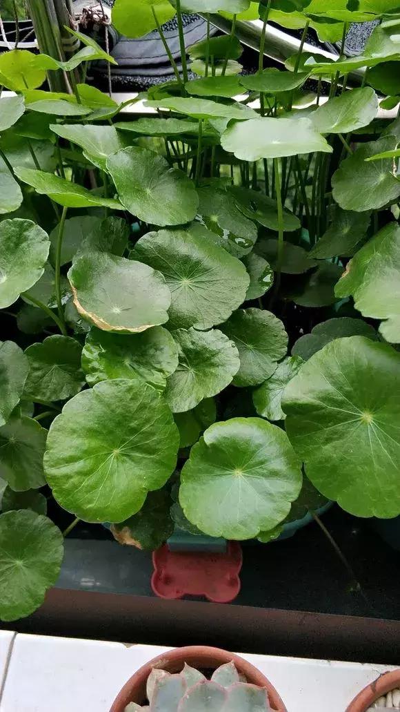 马蹄莲和铜钱草区别,半土半水铜钱草养护分享