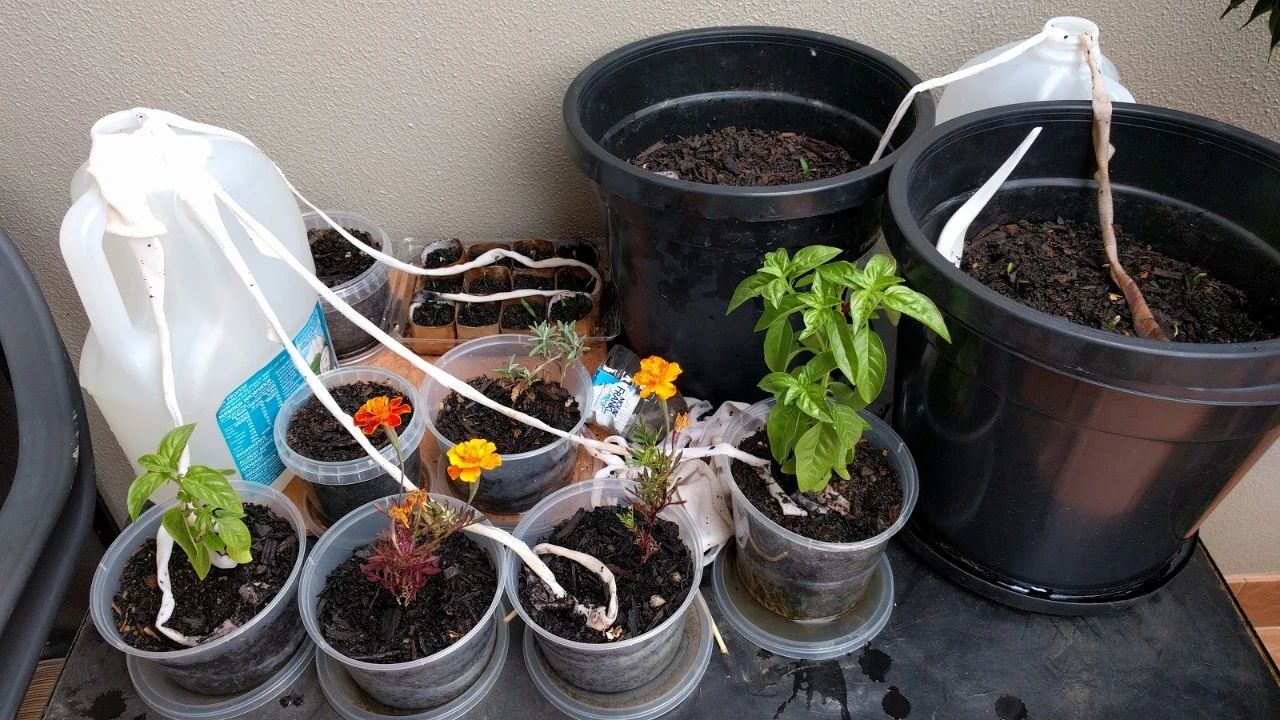 假期回家养的植物怎么办,十天不在家家里的植物怎么浇水呢