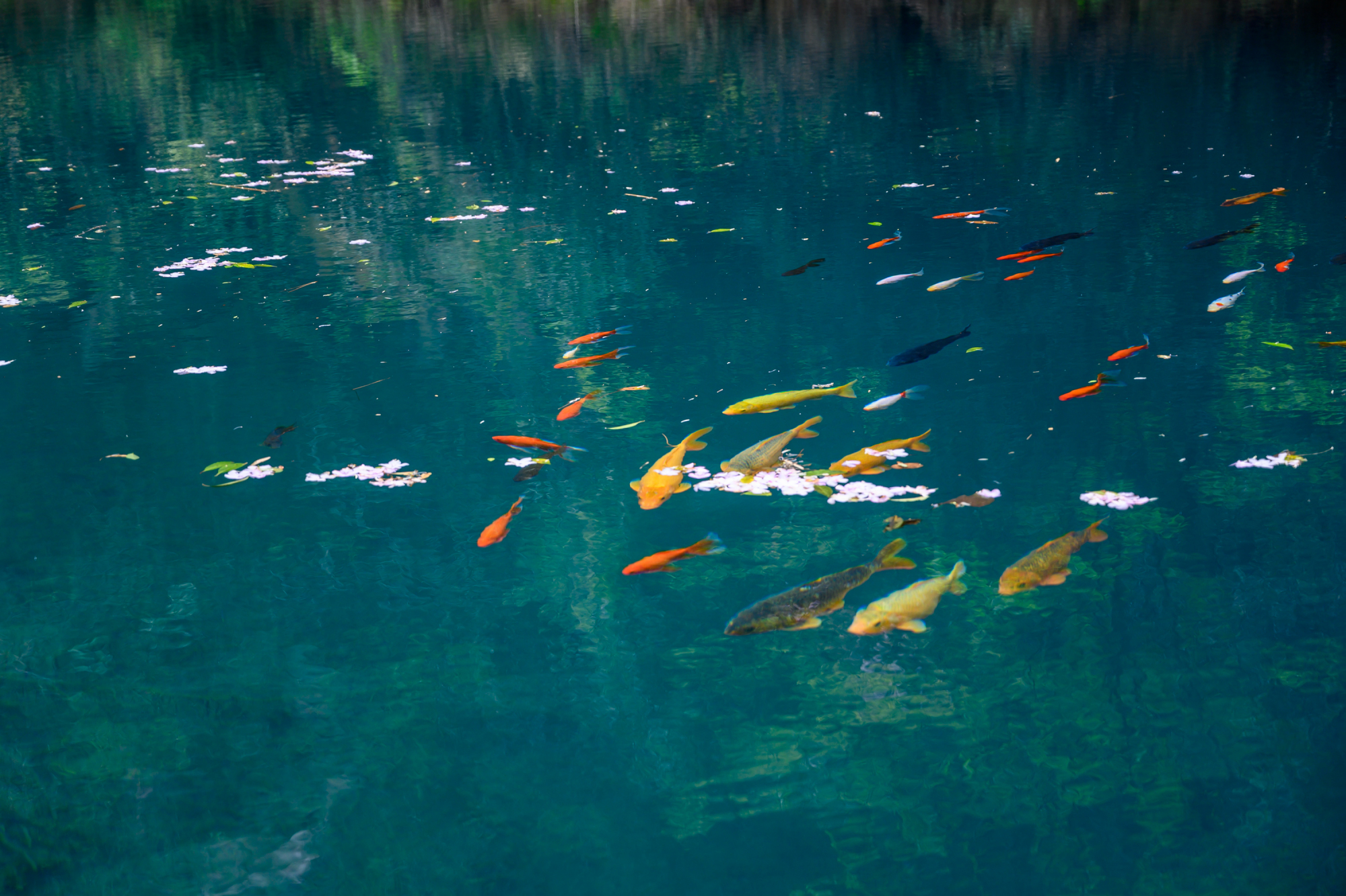 浙江这座宝藏小城，藏着一处山水秘境，史称江南第一名山