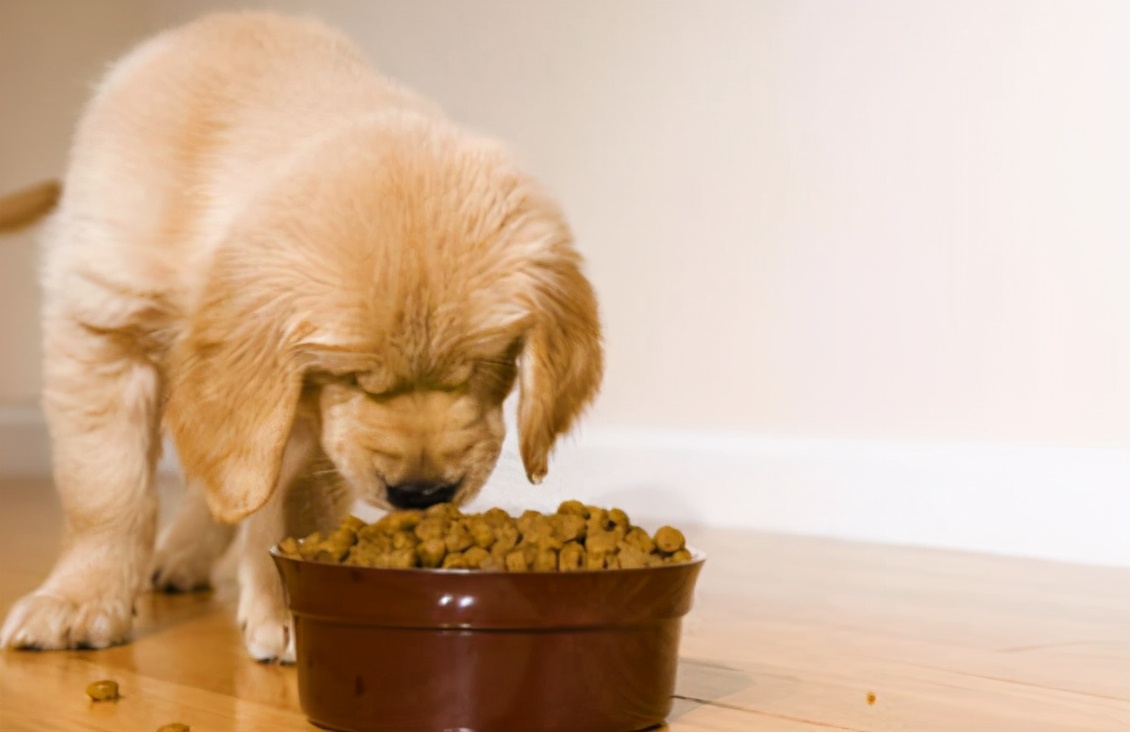 铲屎官怎么处理狗子拉屎问题,哪些原因会使狗狗长期软便拉稀