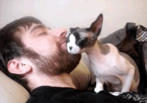 猫界凶暴的5种猫敢养的都是大神,公认最通人性的6种猫