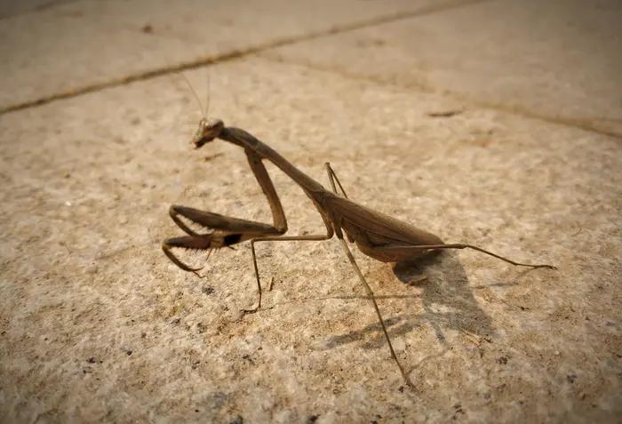 装死的螳螂,伤感的螳螂