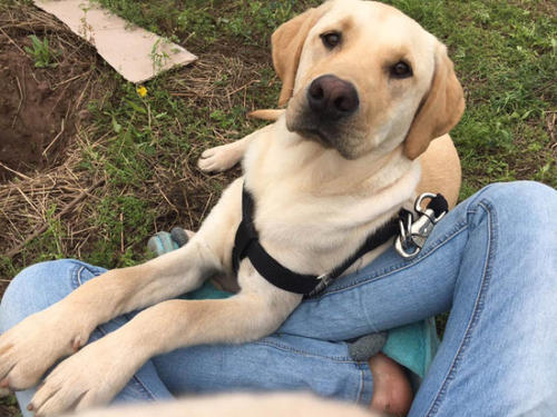 拉布拉多禁止饲养么,养拉布拉多用放笼子么