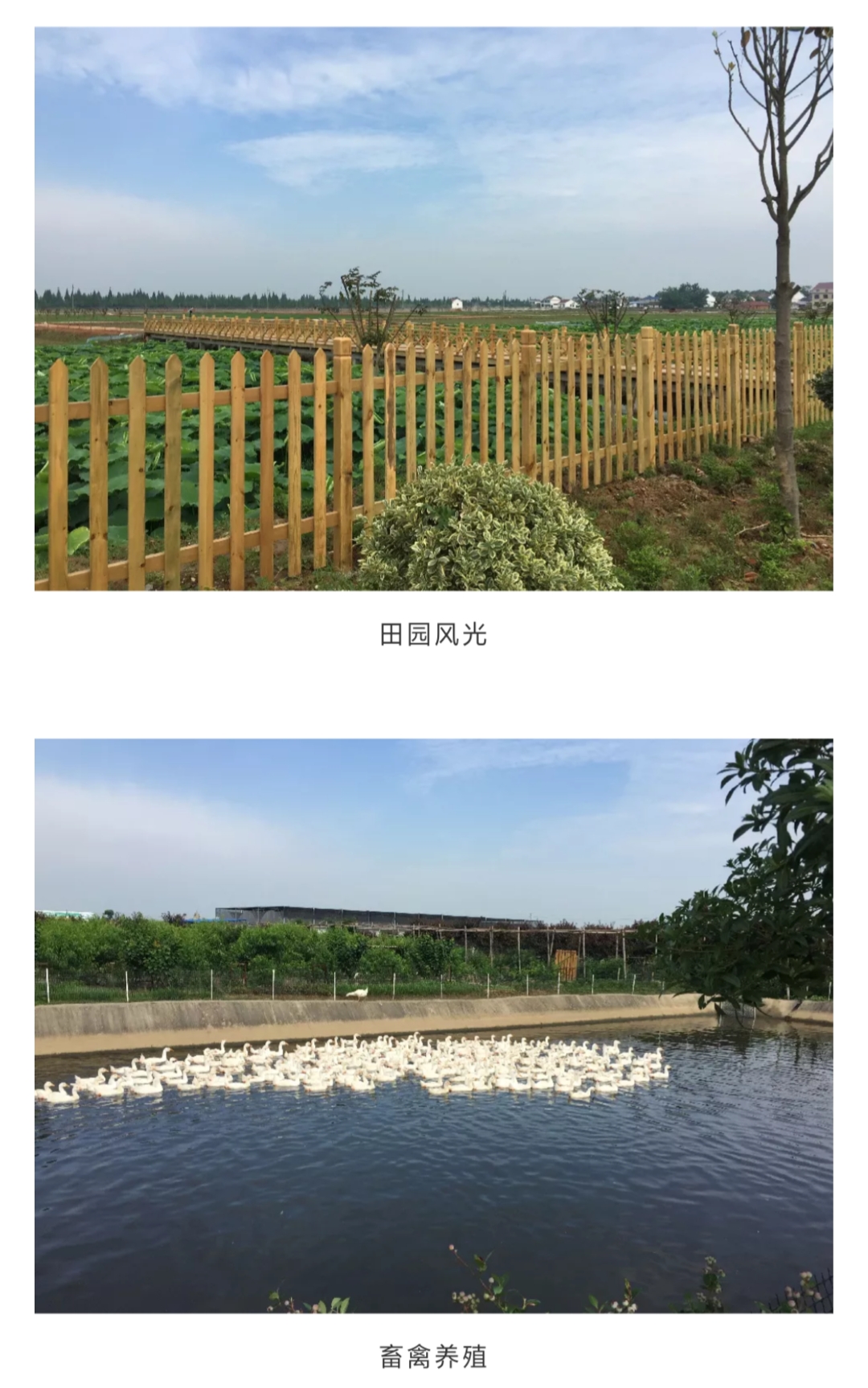 岳阳惠众农庄菜单,岳阳惠众农业研学基地