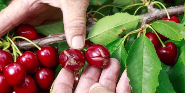大棚种植樱桃如何规避裂果烂果，勤观察细管理一招可以解决