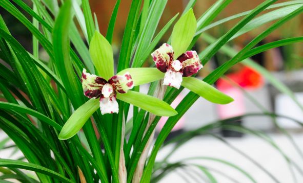 夏天跟兰花有关的诗句,春日兰花开放的诗句