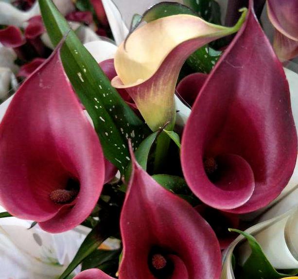 马蹄莲盆栽的养殖方法和注意事项,马蹄莲冬季养护