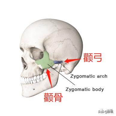 陈数下颌角视频讲解,46岁的陈数凭什么再次惊艳