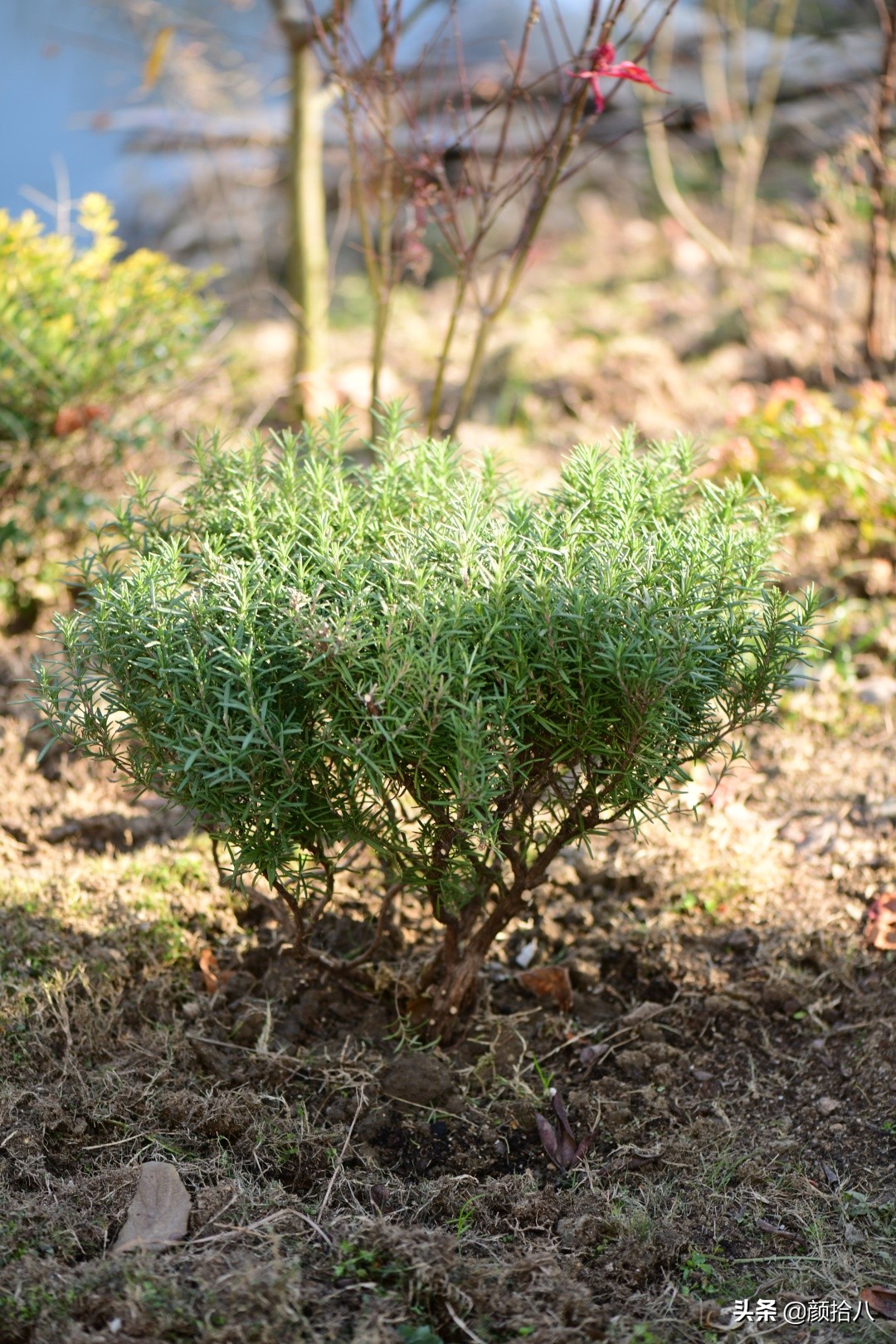 零下9度来袭，花园里的绿色是那么动人|园丁