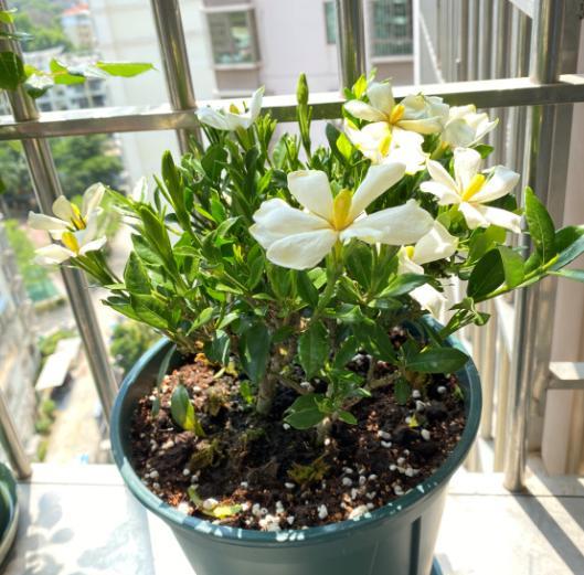 栀子花黄叶表现及处理方法,栀子花黄叶有什么管用的方法解决