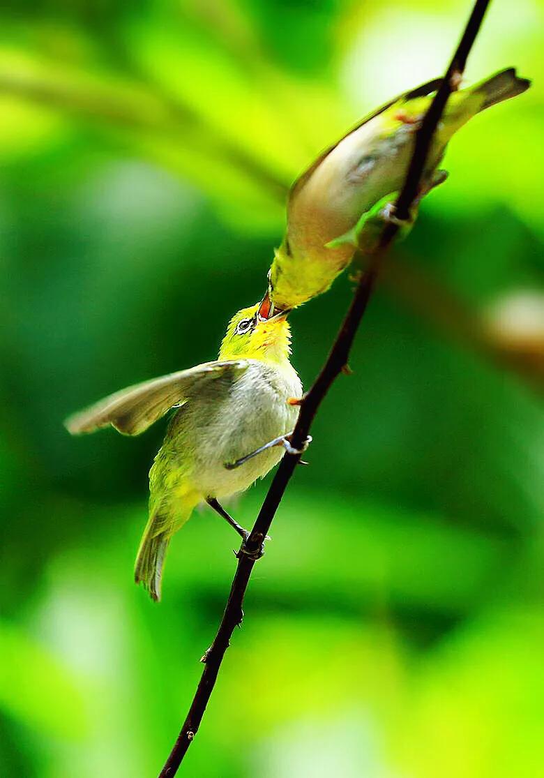 绣眼鸟叫声,绣眼鸟的视频欣赏