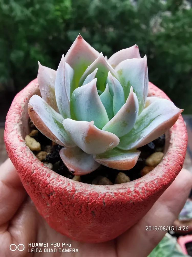 养多肉的人生感悟,人生如同养花