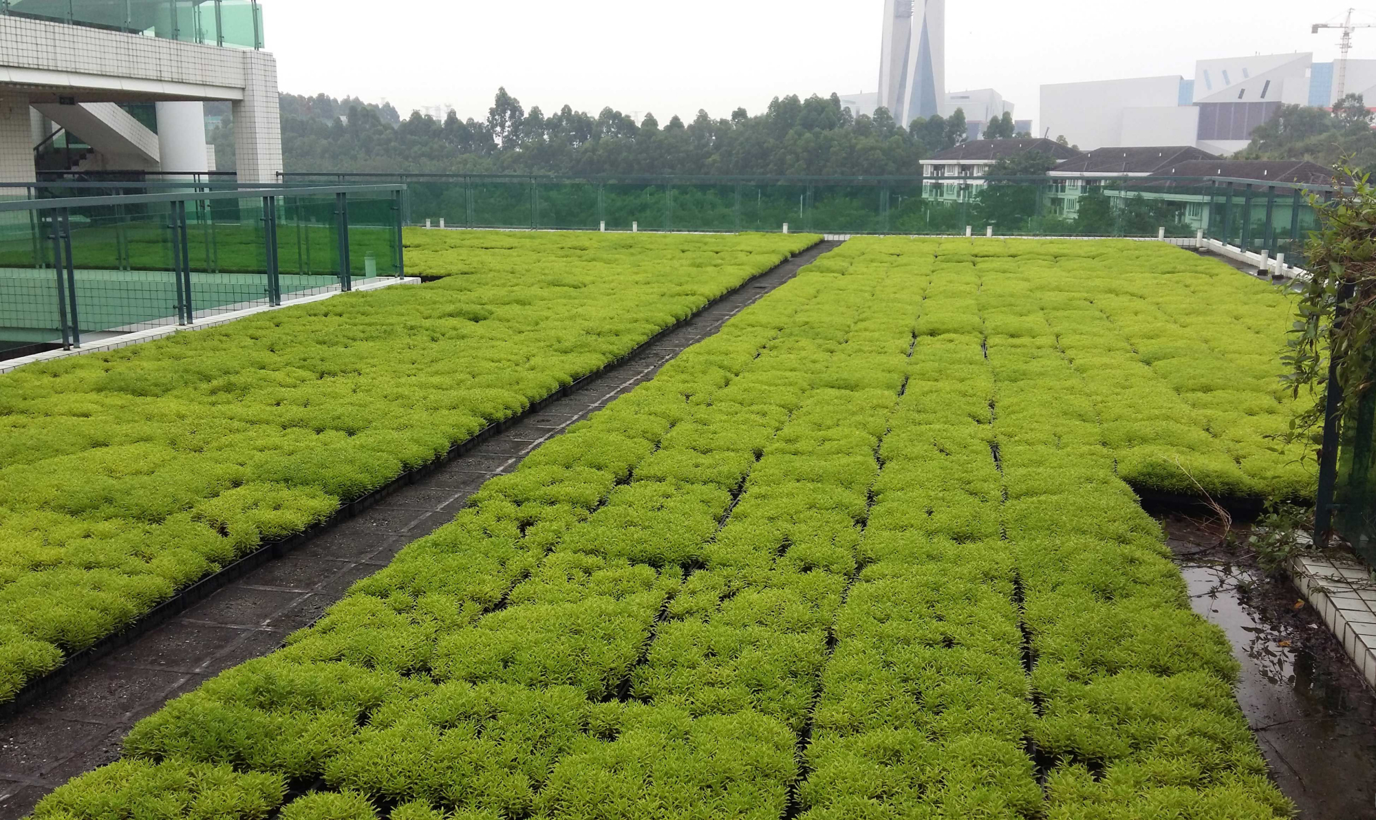 顶楼太热养鸡怎么做隔热,顶楼隔热最有效的方法一个人操作