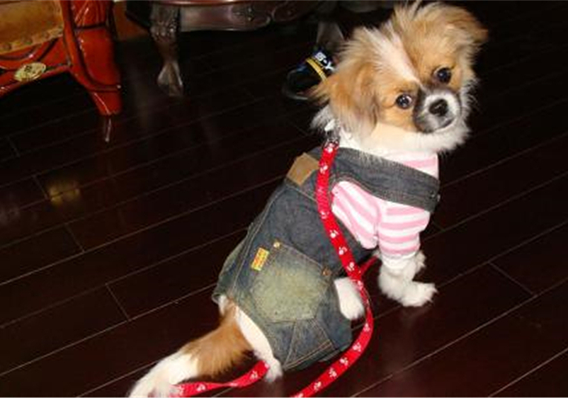 狗狗叛逆期应该怎么教育,狗狗叛逆期对主人叫咋办