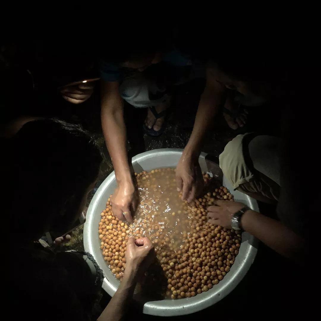 巧克力色的凤眼能盘成牛津红吗,为什么有的凤眼盘不红