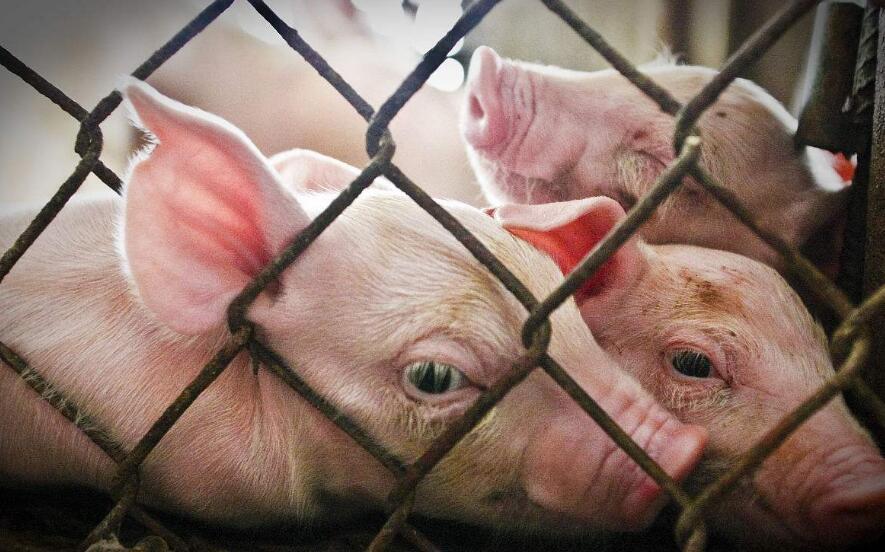 得了猪瘟的猪深埋处理,养殖的猪怎么处理好