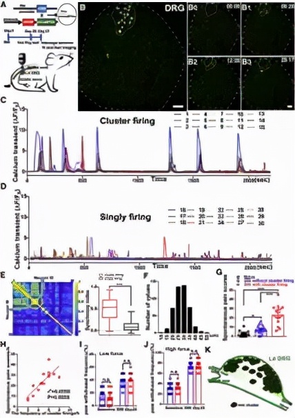 Neuron：董欣中/张俊明合作揭示神经损伤后自发性疼痛产生新机制
