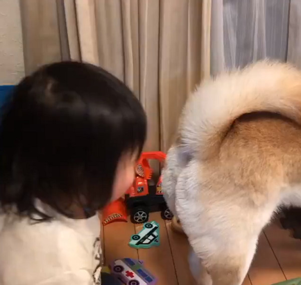 小女孩偷闻柴犬的屁股，她闻完开心大笑，妈妈无语：不臭吗