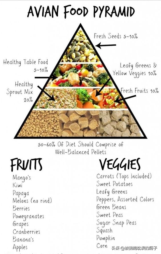 鹦鹉防止生病吃什么好得快,鹦鹉应该准备什么日常预防的药