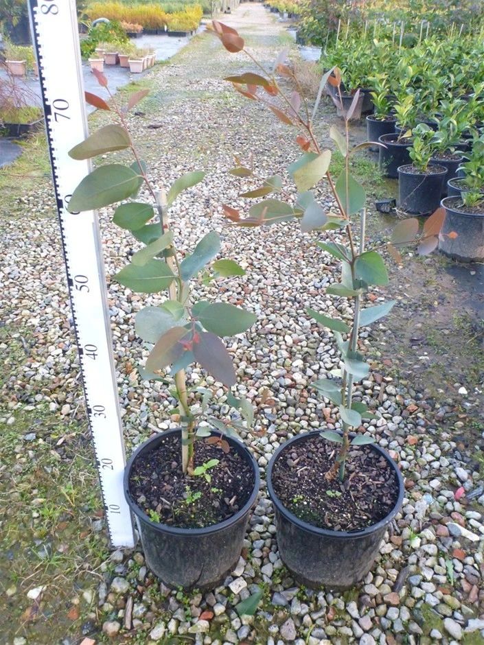 尤加利桉树叶盆栽,尤加利抽水机