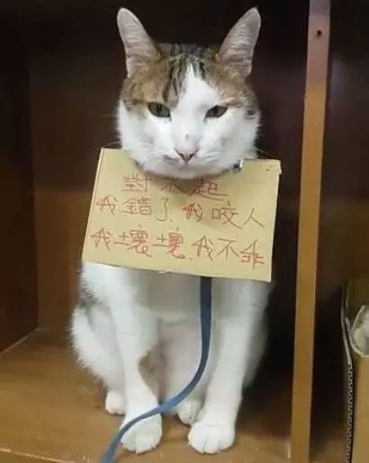 猫猫静悄悄歌曲,当猫猫静悄悄地过去偷吃你的东西