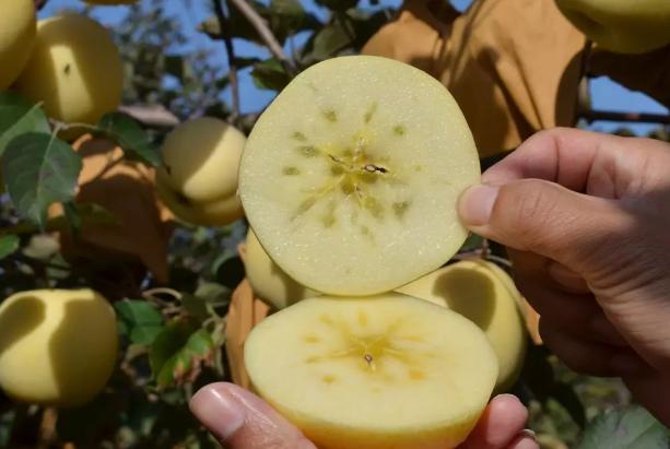 山东奶白桃,山东奶白脆苹果