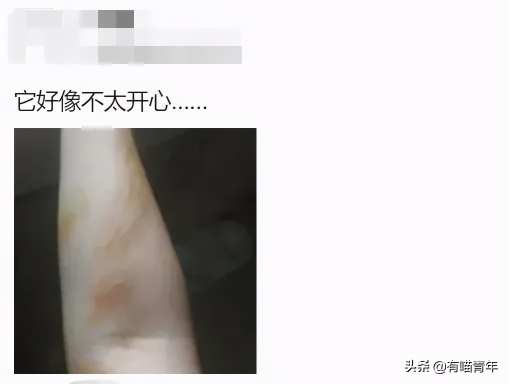 长毛猫撸猫毛工具,哪种撸猫毛的工具好用