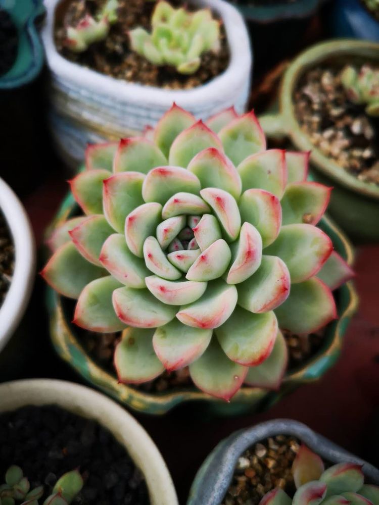 误打误撞的多肉情缘,带我走进多肉小世界!