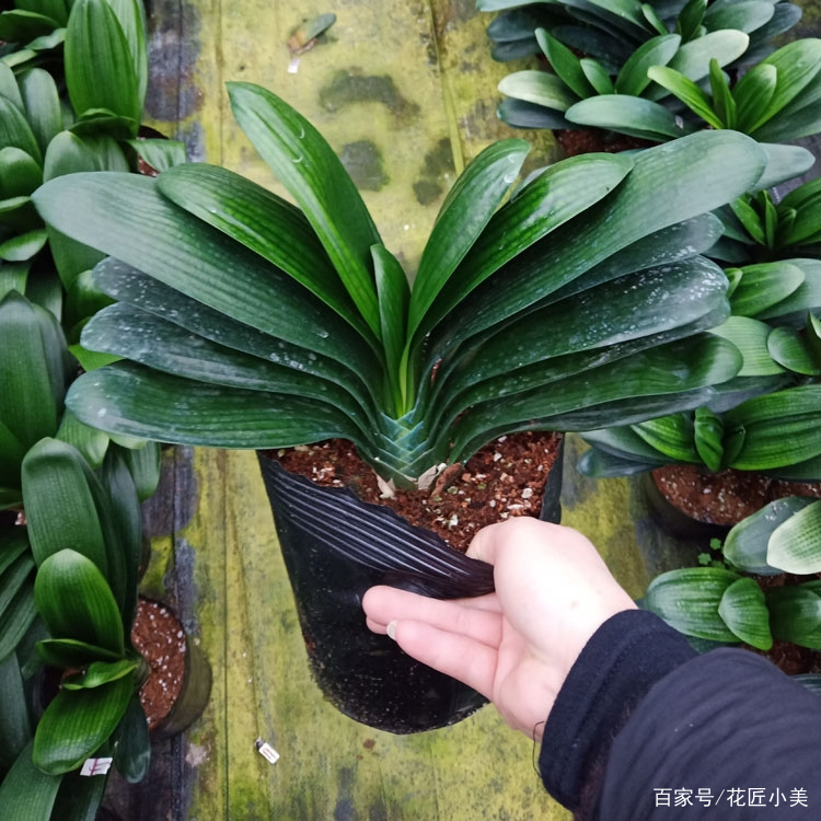 养君子兰掌握几个小技巧,大基座的君子兰是跟品种有关系吗