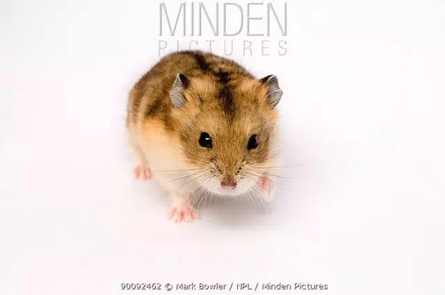 养过仓鼠的才知道的事,养仓鼠要不要给仓鼠洗澡