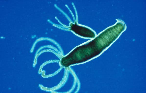 为什么地球上大部分生物都是有性繁殖的，无性繁殖为什么很少？