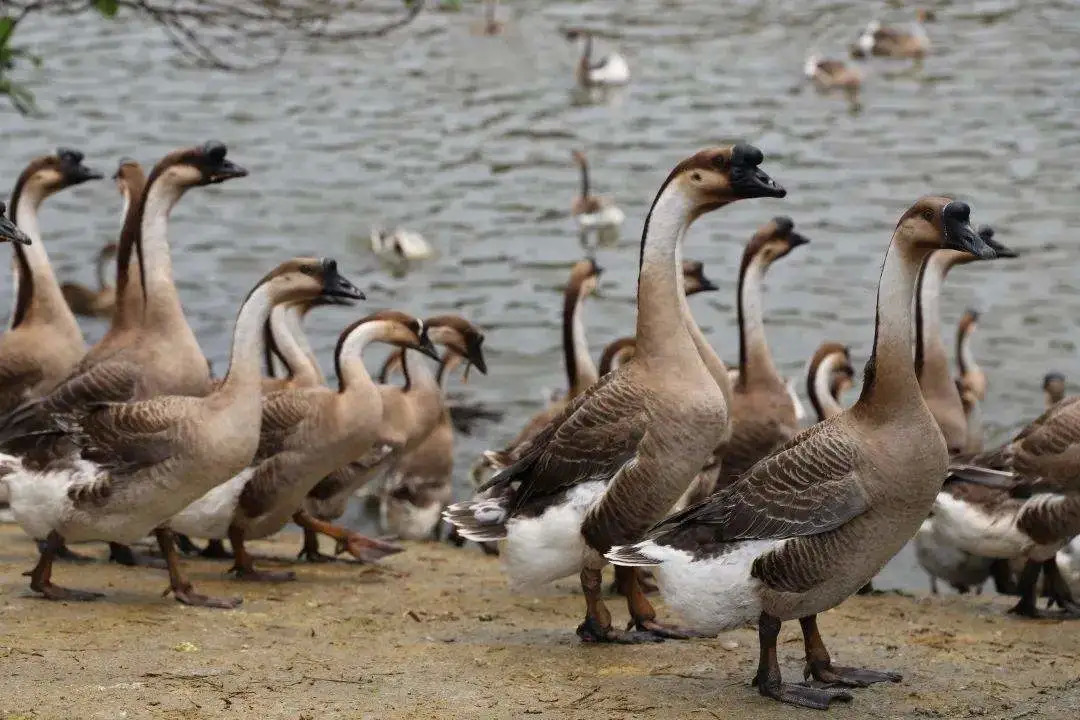广东最没存在感城市,广东最具有粤味的城市