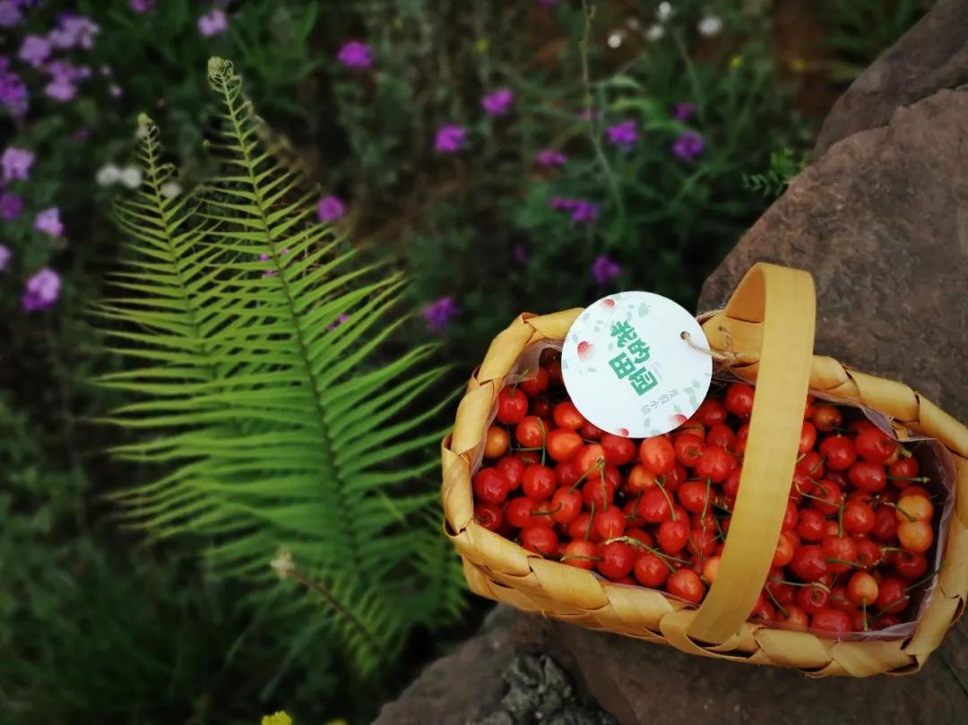 青白江特色旅游商品来啦！快来看有没有你的“心头好”