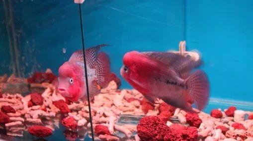 罗汉鱼苗是不是罗汉鱼,罗汉鱼苗需要什么样的水质