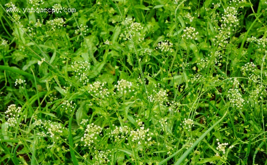 荠菜蔬菜馅怎么调好吃,蔬菜荠菜直播卖货