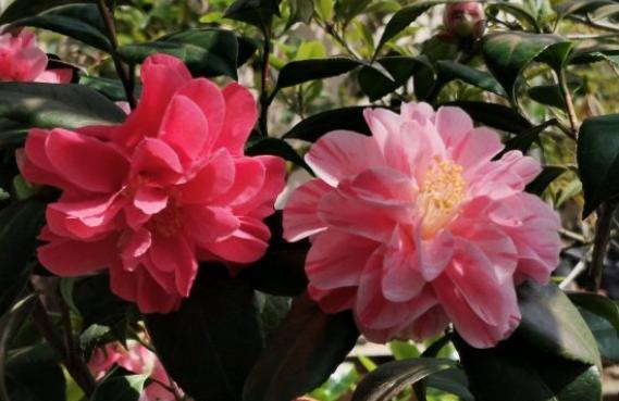 茶花花边上有铁锈,茶花花朵变锈怎么办