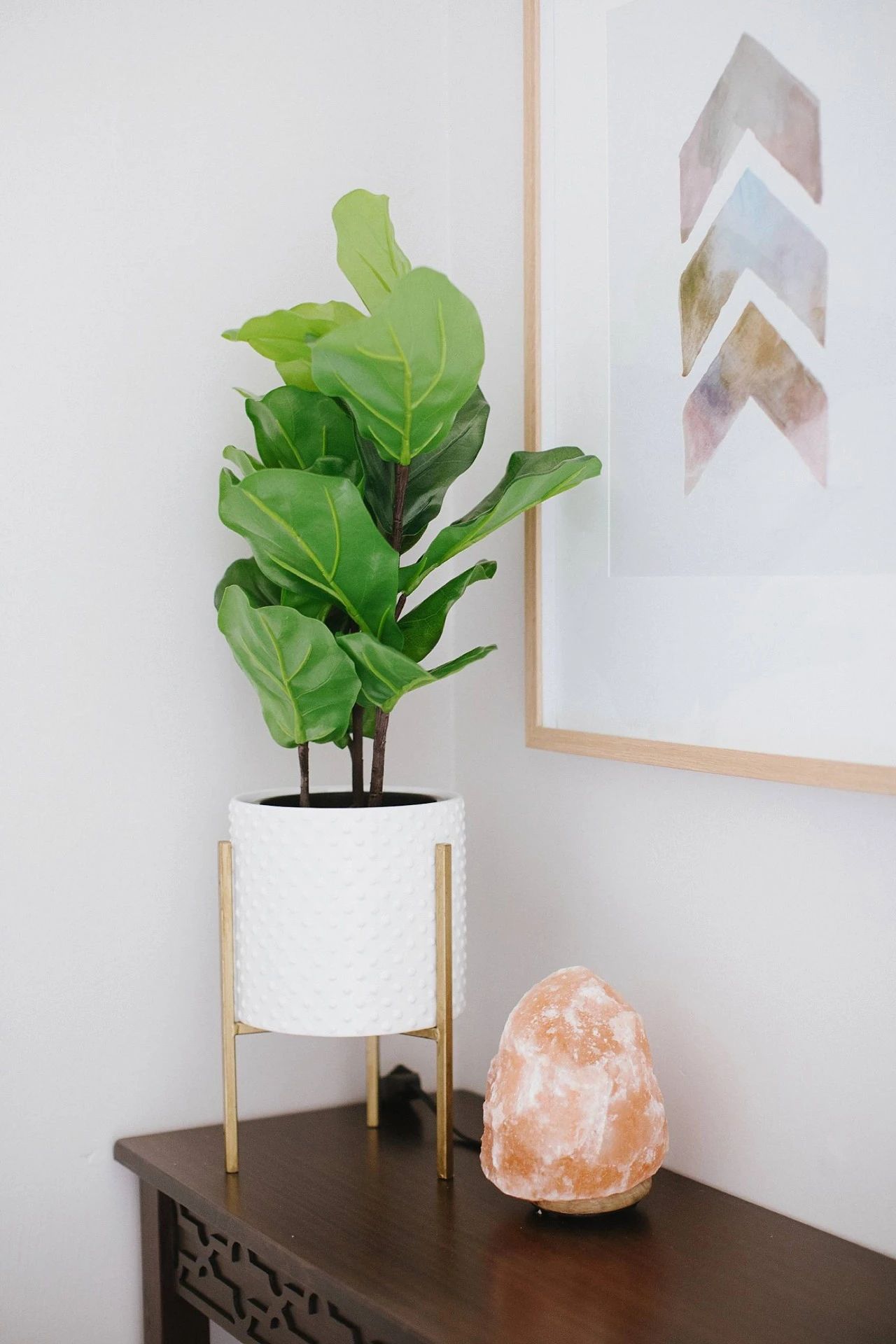 仙人掌盆栽有什么好处,大蒜对盆栽花有什么好处